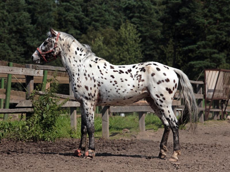 what are appaloosa horses known for